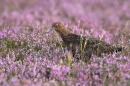Red Grouse.a/m 11. Aug '10.