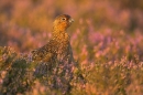 9. Red Grouse in heather. Sept '10.