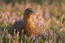 3.Red Grouse sat in heather. Sept '10.