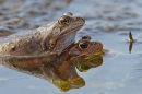 Paired Common Frogs.2. Mar '21
