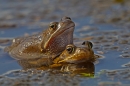 Paired Common Frogs 1. Mar '21