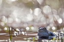 Common Frog highlights 2. Mar '21.