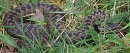 Male Adder. Mar. '24.