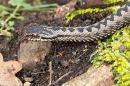 Male Adder close up. Mar. '24.