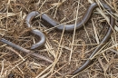 Slow Worm. May. '24.