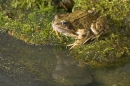 Frog at pool 3. Aug '10.
