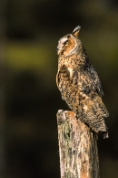 Long Eared Owl on post.