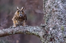 Long Eared Owl on lichen branch.
