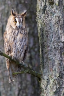 Long Eared Owl on conifer branch 7. Oct '11.