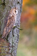 Long Eared Owl on conifer branch 6. Oct '11.