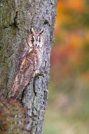 Long Eared Owl on conifer branch 5. Oct '11.