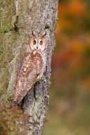 Long Eared Owl on conifer branch 4. Oct '11.