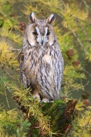 Long Eared Owl on larch stump 3. Oct '11.