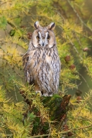 Long Eared Owl on larch stump 2. Oct '11.