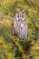 Long Eared Owl on larch stump 1. Oct '11.