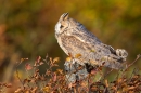 Long Eared Owl on beech post. Oct '11.