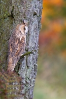 Long Eared Owl on conifer branch 3. Oct '11.