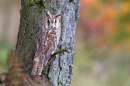 Long Eared Owl on conifer branch 2. Oct '11.