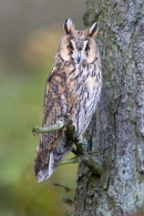 Long Eared Owl on conifer branch 1. Oct '11.