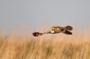 Short Eared Owl,hunting low. Winter '12.