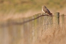 Short Eared Owl on fence line. Winter '12.