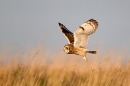 Short Eared Owl,taking off from grasses. Winter '12.