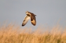 Short Eared Owl,fly past. Winter '12.
