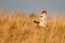 Short Eared Owl,dropping into grasses. Winter '12.