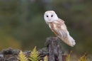 Barn Owl on fern gate 3. Oct '13.