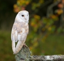 Barn Owl on beech gate 3. Oct '13.