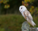 Barn Owl on beech gate 2. Oct '13.