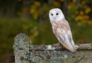 Barn Owl on beech gate 1. Oct '13.