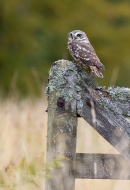 Little Owl on gate. Oct.'13.