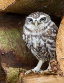 Little Owl on cut timber. Oct. '13.