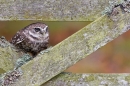 Little Owl between gate spars 4. Oct. '13.