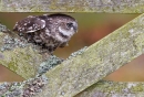Little Owl between gate spars 3. Oct. '13.