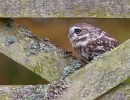 Little Owl between gate spars 2. Oct. '13.