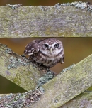 Little Owl between gate spars 1. Oct. '13.