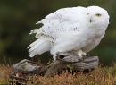 Snowy Owl on stump in heather 5. Oct. '13.