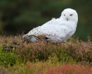 Snowy Owl on stump in heather 3. Oct. '13.
