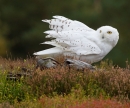 Snowy Owl on stump in heather 2. Oct. '13.