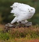Snowy Owl on stump in heather 1. Oct. '13.