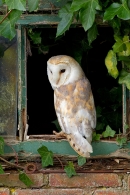 Barn Owl in ivy window 2. Oct. '14.