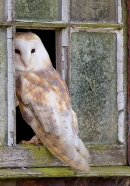 Barn Owl on window 2. Oct. '14.