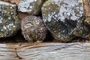 Little Owl and the nail. Oct. '14.
