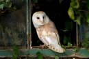 Barn Owl in ivy window 1. Oct. '14.