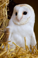 Barn Owl on straw bales. Oct. '14.