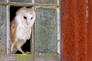 Barn Owl on window 1. Oct. '14.