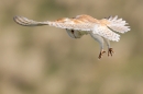 Barn Owl hovering 5. Apr. '15.