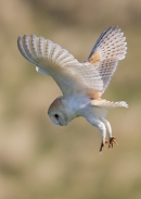 Barn Owl hovering 4. Apr. '15.